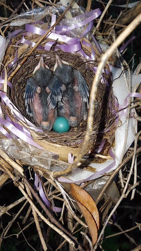 Shopping Mall «Crossroads South Shopping Ctr», reviews and photos, 8059 Tara Blvd, Jonesboro, GA 30236, USA