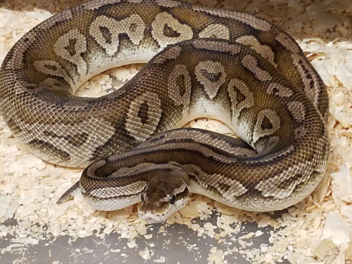 Pet Store «Petfection Exotic Pet Specialist», reviews and photos, 2989 PA-611 Suite 102, Tannersville, PA 18372, USA