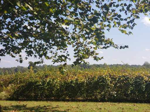 Winery «Paris Winery», reviews and photos, 2982 Harvey Bowden Rd, Paris, TN 38242, USA