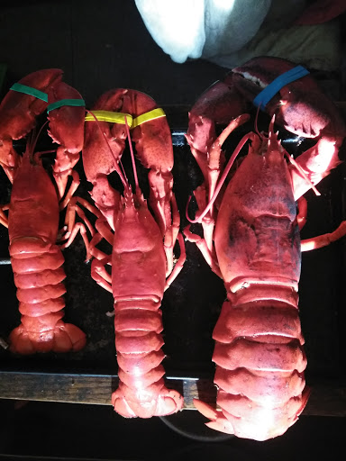 Tropical Fish Store «Aquastetics», reviews and photos, 354 E Main St, Fall River, MA 02724, USA