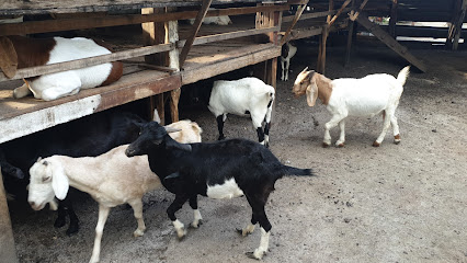 Goat Farm Abdul Rash