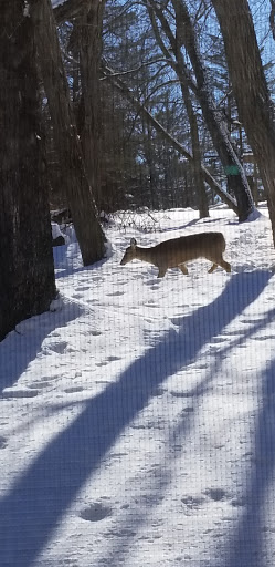 Cabin Rental Agency «Grumpsters Log Cabins», reviews and photos, 535 Ash St, McGregor, IA 52157, USA