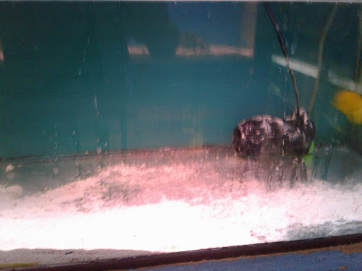 Pet Supply Store «Monrovia Tropical Fish», reviews and photos, 603 W Huntington Dr, Monrovia, CA 91016, USA