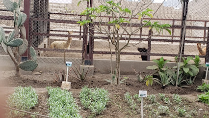 Minizoologico de Llamas y alpacas