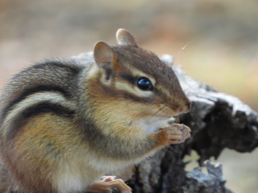 Nature Preserve «Autrey Mill Nature Preserve & Heritage Center», reviews and photos, 9770 Autrey Mill Rd, Johns Creek, GA 30022, USA