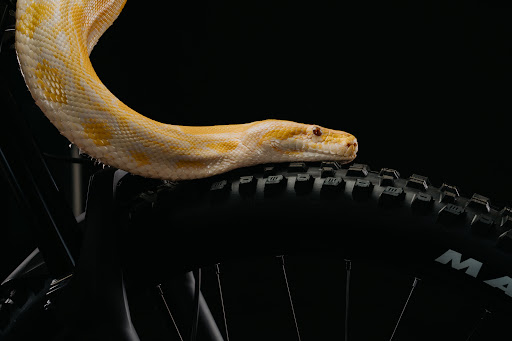 Bicycle Store «Fezzari», reviews and photos, 850 W 200 S, Lindon, UT 84042, USA