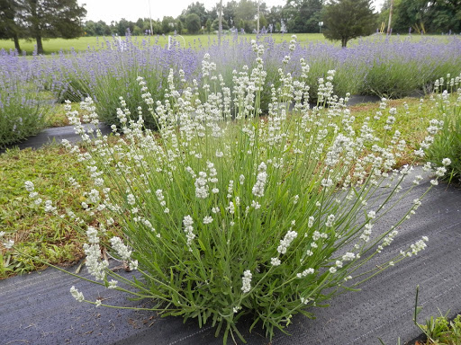 Gift Shop «Hidden Spring Lavender Farm and Gift Shoppe», reviews and photos, 890 Belle Mead-Blawenburg Rd, Skillman, NJ 08558, USA