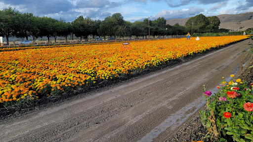 Pumpkin Patch «Spina Farms», reviews and photos, Santa Teresa Blvd, Morgan Hill, CA 95037, USA
