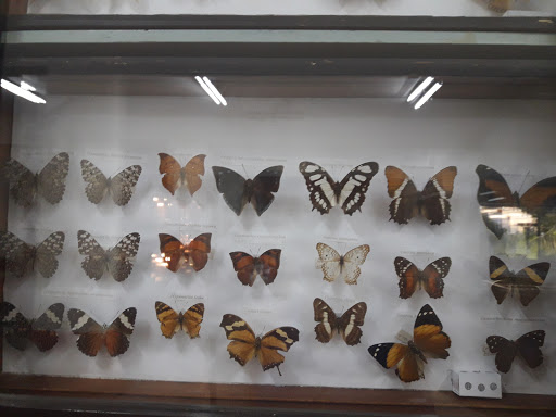 Museo de Historia Natural Noel Kempff Mercado