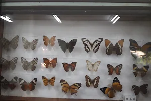 Noel Kempff Mercado Natural History Museum image