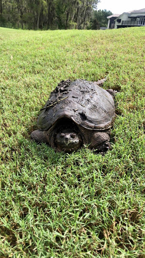 Golf Course «TPC Tampa Bay», reviews and photos, 5300 W Lutz Lake Fern Rd, Lutz, FL 33558, USA