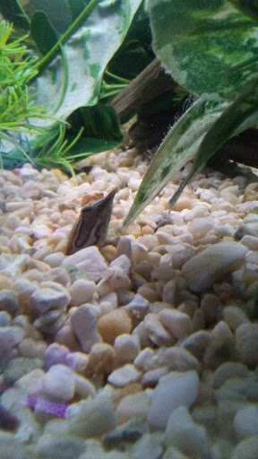 Aquarium «Crystal Reef Aquariums», reviews and photos, 311 Pass Rd, Gulfport, MS 39507, USA