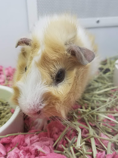 Pet Supply Store «Petco Animal Supplies», reviews and photos, 2277 Ford Pkwy, St Paul, MN 55116, USA