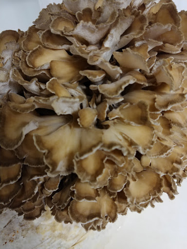 Produce Market «The Woodlands at Phillips», reviews and photos, 1020 Kaolin Rd, Kennett Square, PA 19348, USA