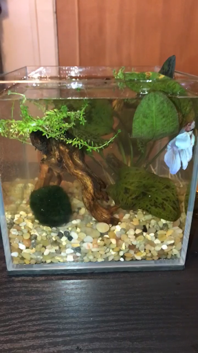 Pet Supply Store «Wet Spot Tropical Fish», reviews and photos, 4310 NE Hancock St, Portland, OR 97213, USA