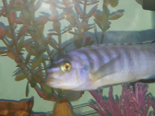 Pet Supply Store «Pet Supplies Plus», reviews and photos, 1663 Mineral Spring Ave, North Providence, RI 02904, USA