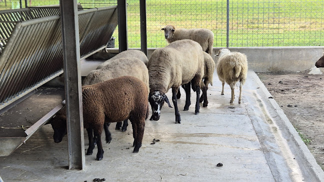 Società Protezione Animali Bellinzona Rifugio animali Öffnungszeiten