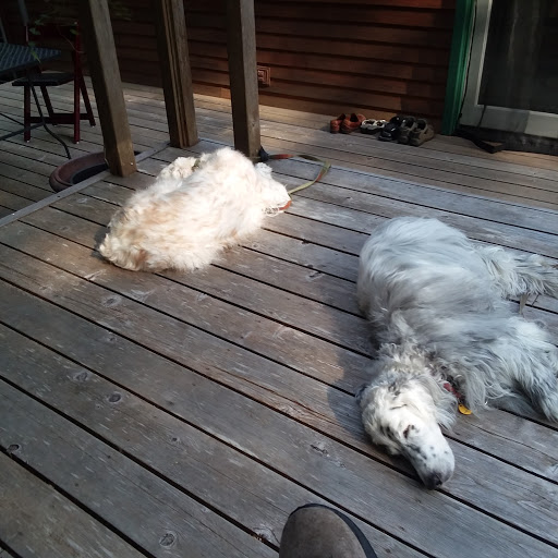 Pet Groomer «B-I-S Pet Grooming», reviews and photos, 5670 Main St, Springfield, OR 97478, USA