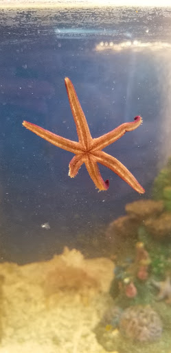 Aquarium «Team ECCO Ocean Center & Aquarium», reviews and photos, 511 N Main St, Hendersonville, NC 28792, USA