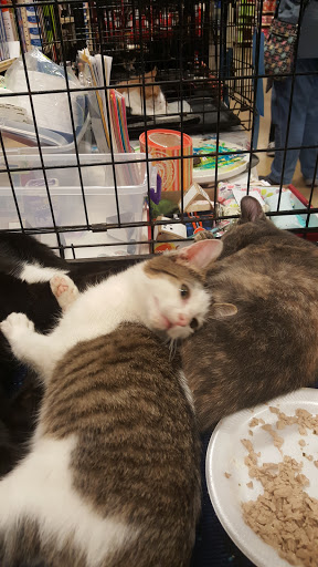 Pet Supply Store «PetSmart», reviews and photos, 1512 S Randall Rd, Geneva, IL 60134, USA