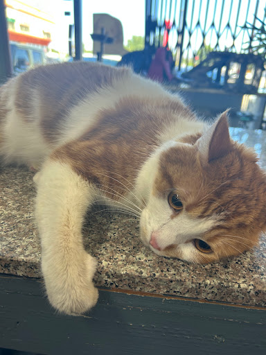 Pet Grooming image