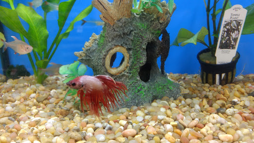 Pet Supply Store «Pet Supplies Plus», reviews and photos, 345 Willow Bend, Crystal, MN 55428, USA