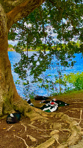 Park «Royal Palm Park», reviews and photos, 1701 NW 38th St, Oakland Park, FL 33309, USA