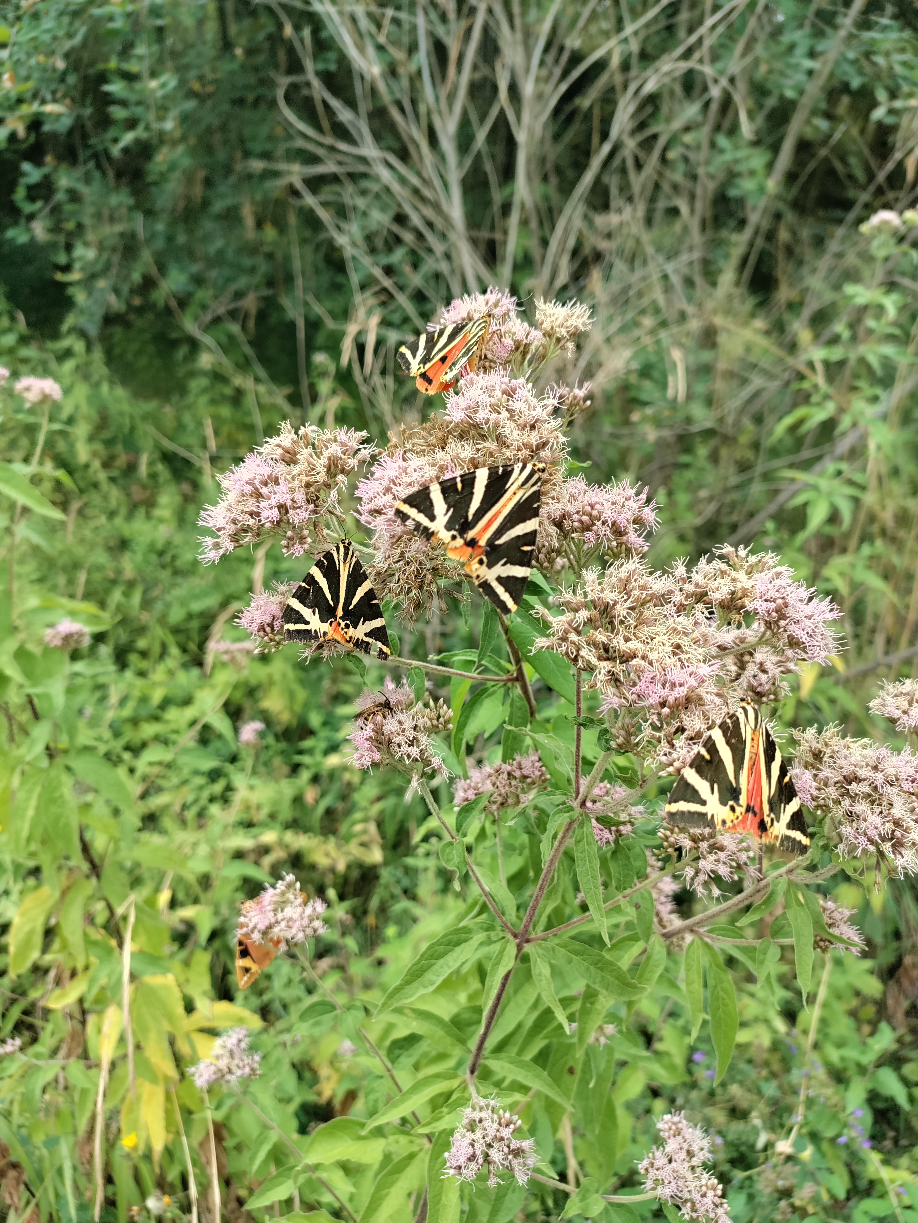 Photo n° 3 de l'avis de Florine.e fait le 23/08/2022 à 15:10