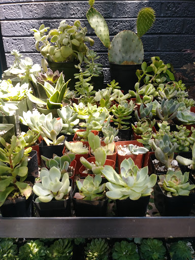 Florist «Bloom by Anuschka», reviews and photos, 2353 E 3rd Ave, Denver, CO 80206, USA