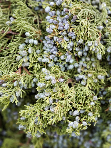 Vineyard «Olalla Vineyard & Winery», reviews and photos, 13176 Olalla Valley Rd SE, Olalla, WA 98359, USA