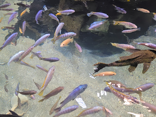 Aquarium «Aquarium of Boise», reviews and photos, 64 N Cole Rd, Boise, ID 83704, USA