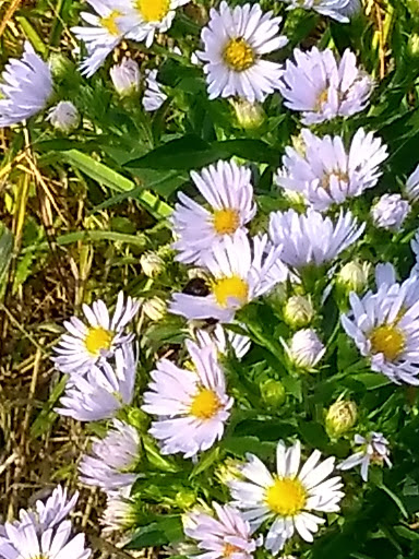 Nature Preserve «Kishwauketoe Nature Conservancy», reviews and photos, 251 Elkhorn Rd, Williams Bay, WI 53191, USA