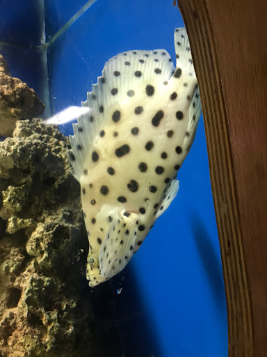 Pet Store «Forever Pets Inc», reviews and photos, 1030 Basse Rd, San Antonio, TX 78212, USA