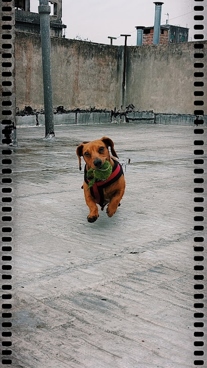 Rock&dog guardería canina
