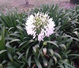 Juán Fernández Albarran Park photo