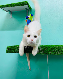 Edgar Grooming Pet Hotel & Daycare - Photo 4 - Car repair in Aguadilla, Puerto Rico, Aguadilla