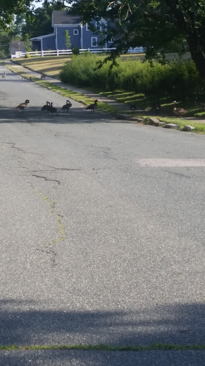 Golf Course «Thorny Lea Golf Club», reviews and photos, 159 Torrey St, Brockton, MA 02301, USA