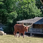 Photo n° 28 de l'avis de Élodie.e fait le 09/06/2024 à 14:09 pour Planète Sauvage à Port-Saint-Père
