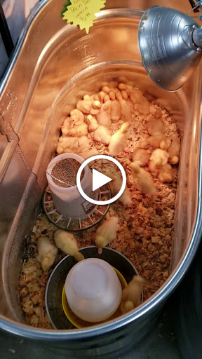 Home Improvement Store «Tractor Supply Co.», reviews and photos, 3826 S Suncoast Blvd, Homosassa, FL 34448, USA