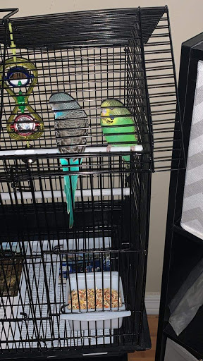 Pet Store «A Family Pet Center», reviews and photos, 6230 N Lockwood Ridge Rd, Sarasota, FL 34243, USA