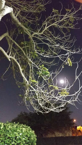 Park «Olympic Park», reviews and photos, 8601 SW 152nd Ave, Miami, FL 33193, USA