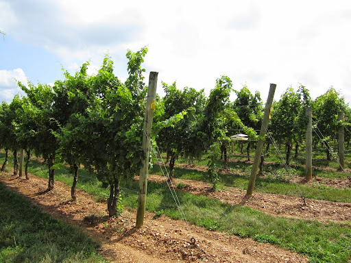 Winery «WALTZ VINEYARDS ESTATE WINERY», reviews and photos, 1599 Old Line Rd, Manheim, PA 17545, USA