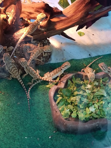 Pet Store «V.I. Pets», reviews and photos, 11975 E Lakewood Blvd, Holland, MI 49424, USA