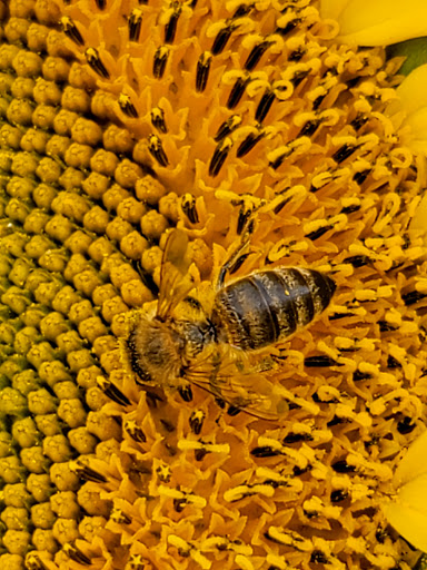 Pumpkin Patch «Rutledge Corn Maze LLC», reviews and photos, 302 93rd Ave SE, Olympia, WA 98501, USA