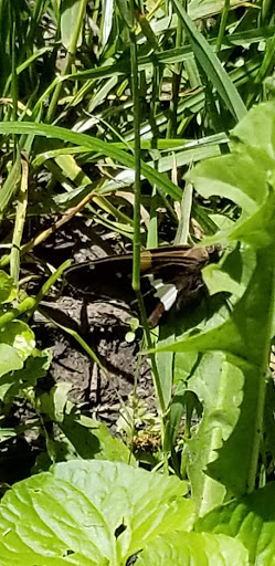 Nature Preserve «Shoe Factory Road Prairie Nature Preserve», reviews and photos, Shoe Factory Rd, Hoffman Estates, IL 60192, USA