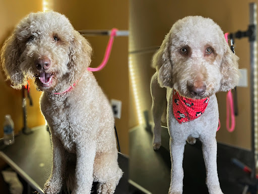 The Salty Dawg Pet Grooming