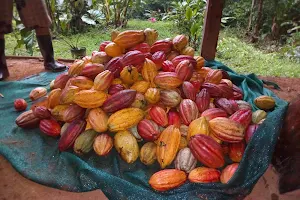 Osa Cacao Chocolate Factory - Organic Farm Tours image