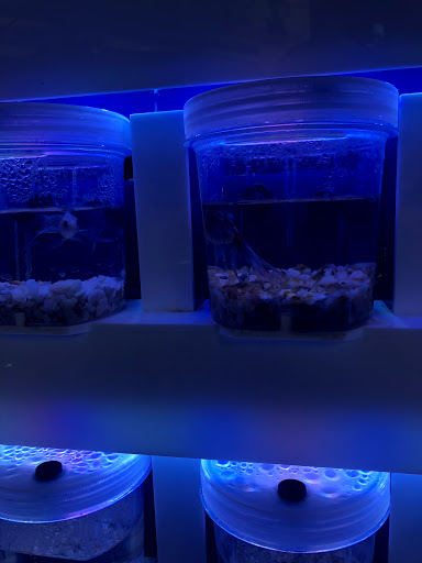 Pet Store «Petland Las Vegas», reviews and photos, 8800 W Charleston Blvd #3, Las Vegas, NV 89145, USA