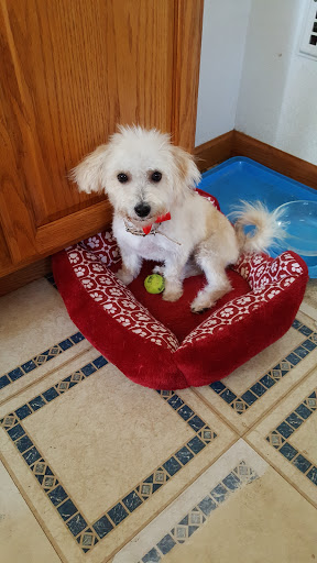 Pet Supply Store «PetSmart», reviews and photos, 5241 Monroe St, Toledo, OH 43623, USA