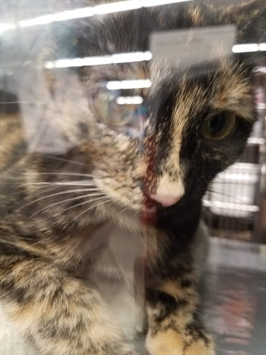 Pet Store «PetSmart», reviews and photos, 1671 S Interstate Hwy 35 #200, New Braunfels, TX 78130, USA